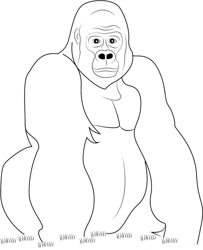 Dibujos de Gorila para colorear e imprimir– 