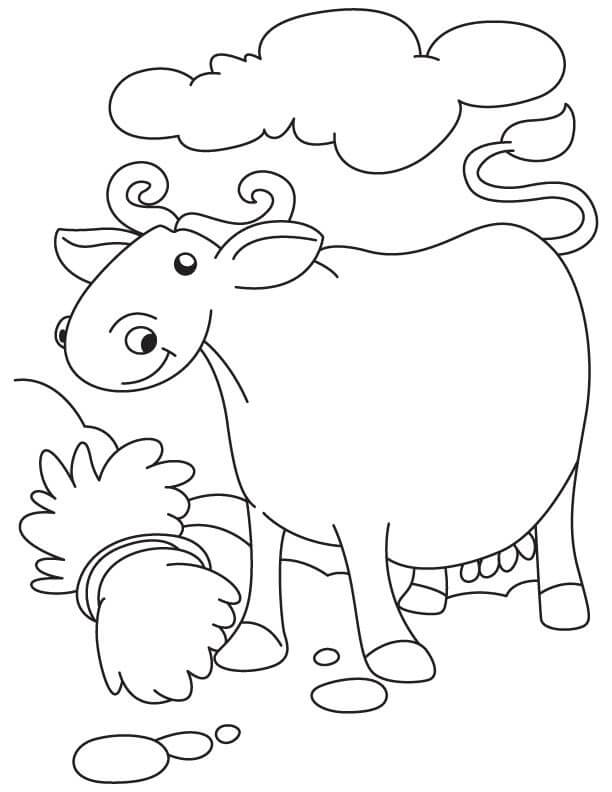Búfalo Sonriente con Hierba