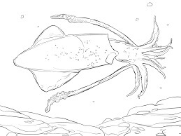 Calamar Común