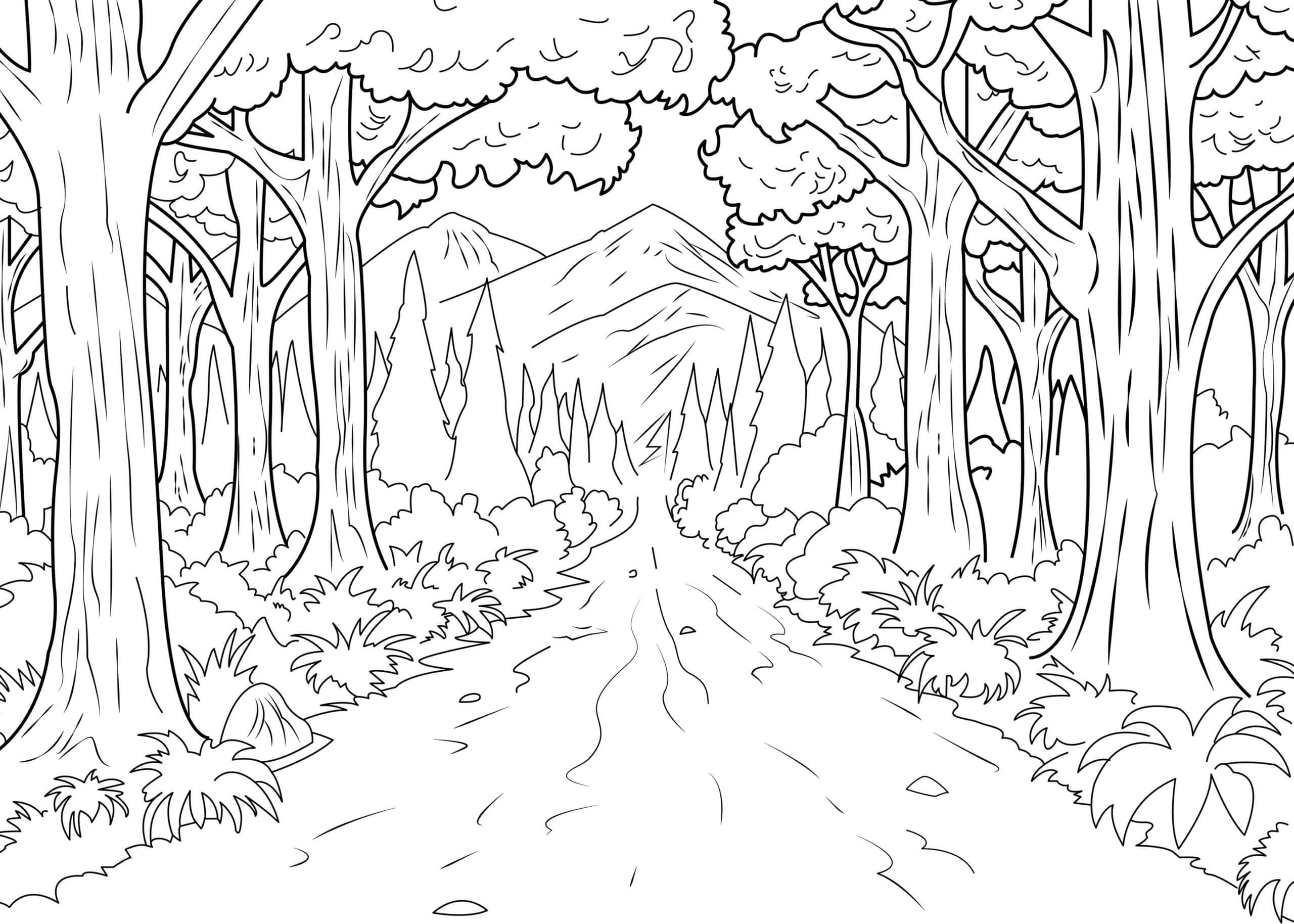 Camino Natural en el Bosque