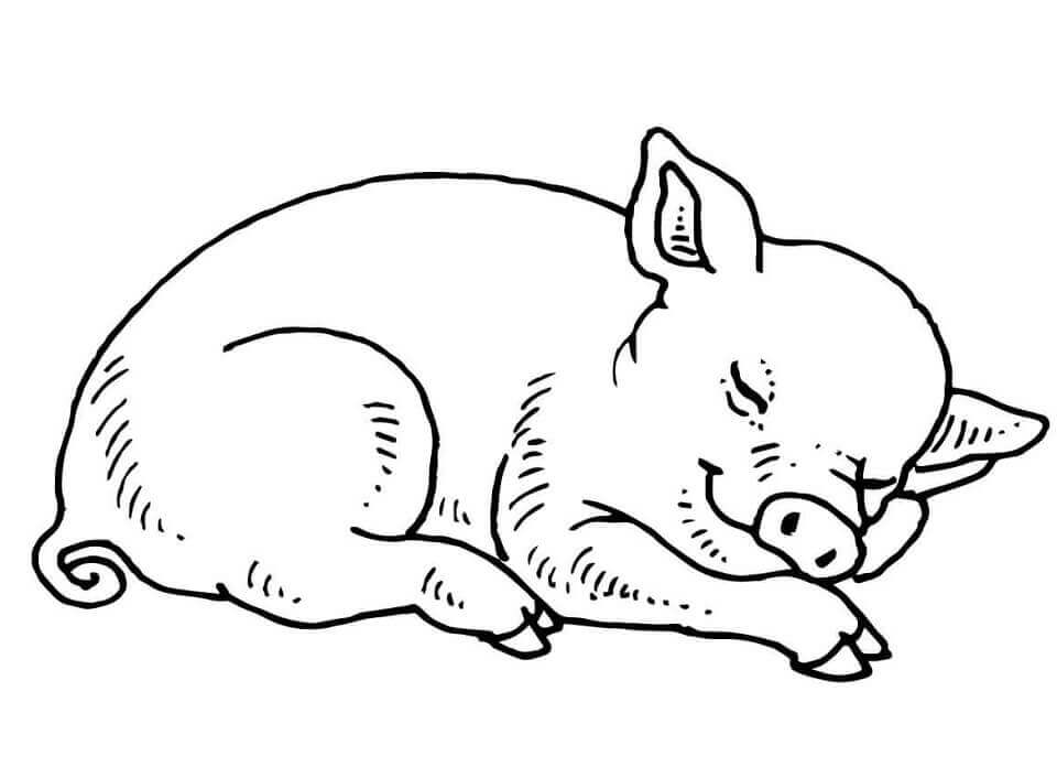 cerdo bebé durmiendo para colorear imprimir e dibujar coloringonly com