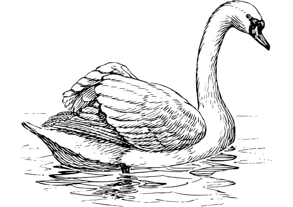 Cisne Flotante