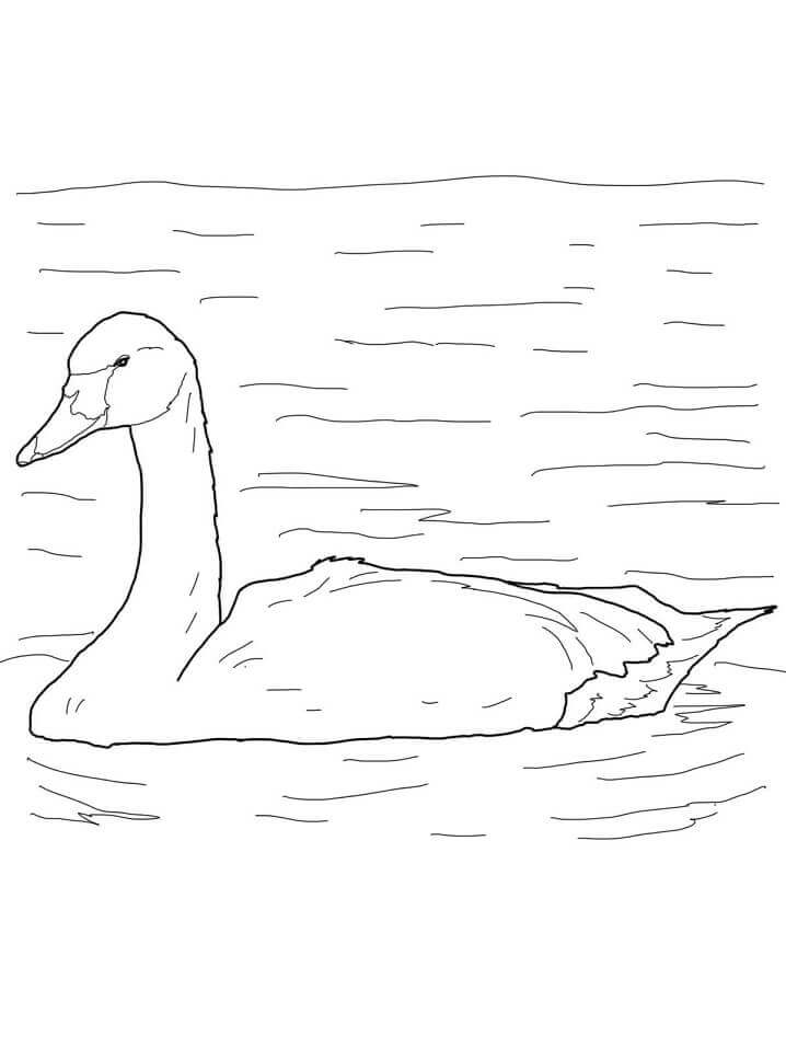 Cisne de Tundra Pájaro Ártico