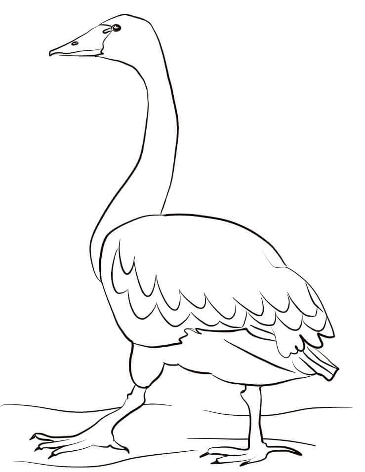 Cisne de Tundra