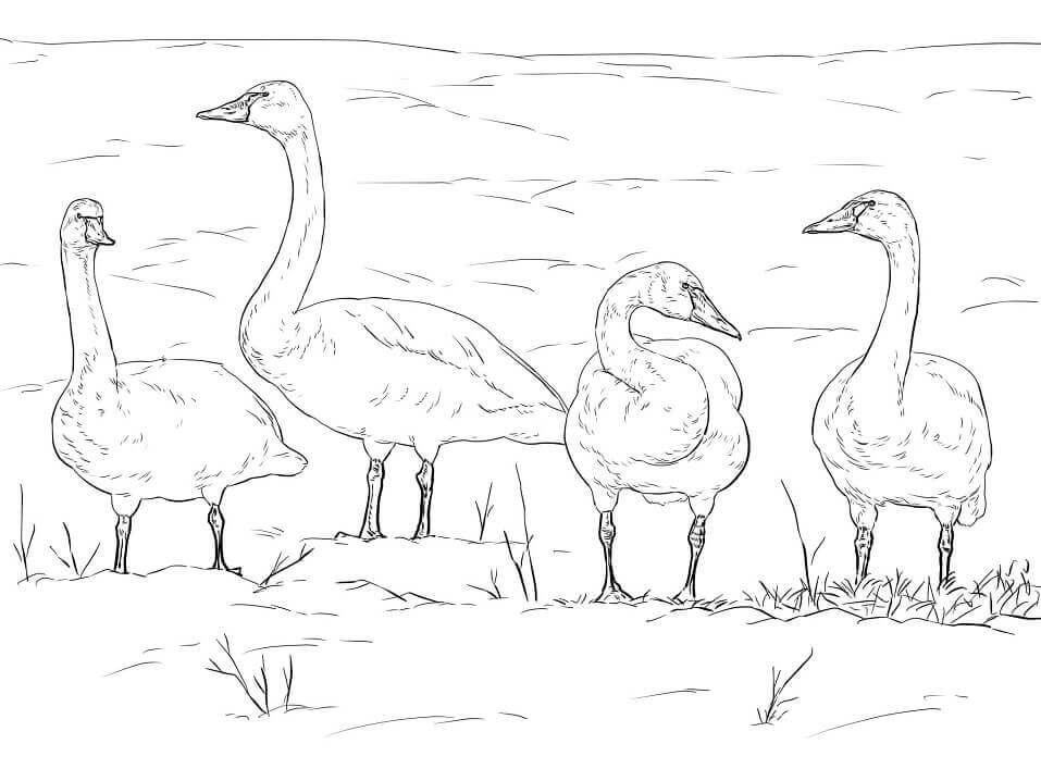 Cisnes de la Tundra