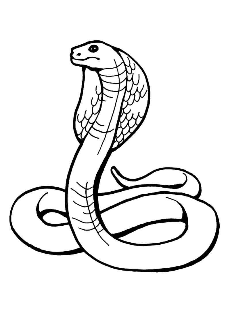 Cobra Genial