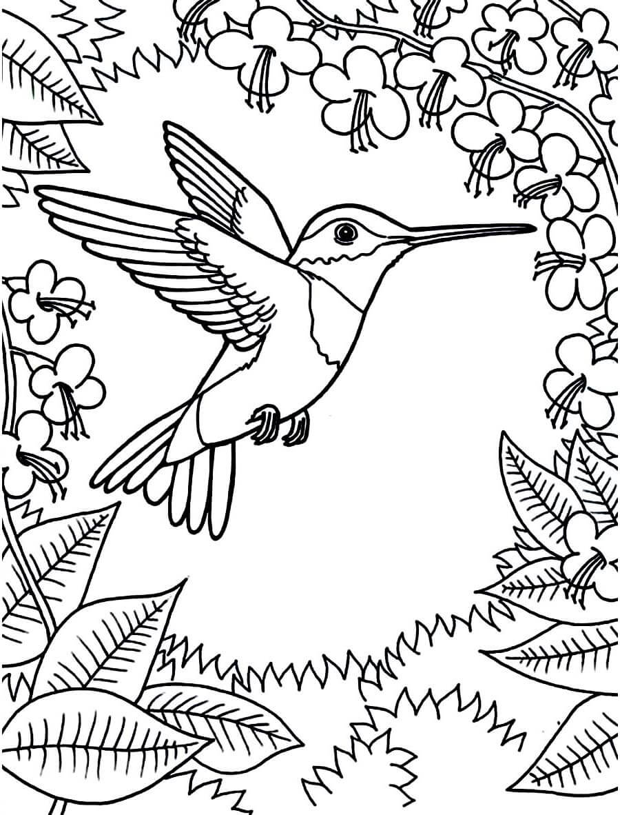 Colibrí es para adultos para colorear, imprimir e dibujar –ColoringOnly.Com