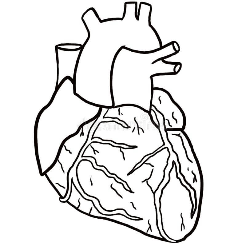 Corazón Anatómico Para Colorear Imprimir E Dibujar Coloringonlycom