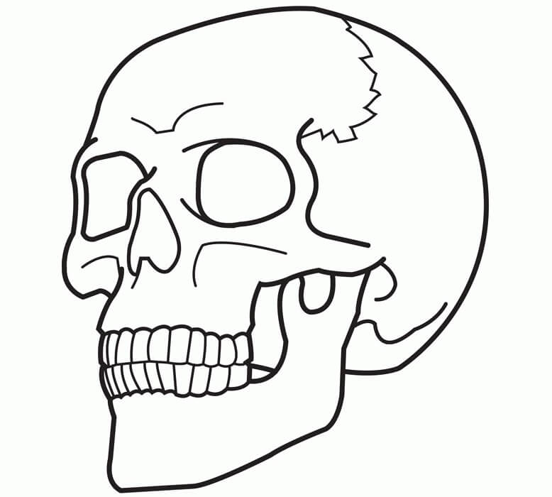  Cráneo Normal para colorear, imprimir e dibujar –ColoringOnly.Com