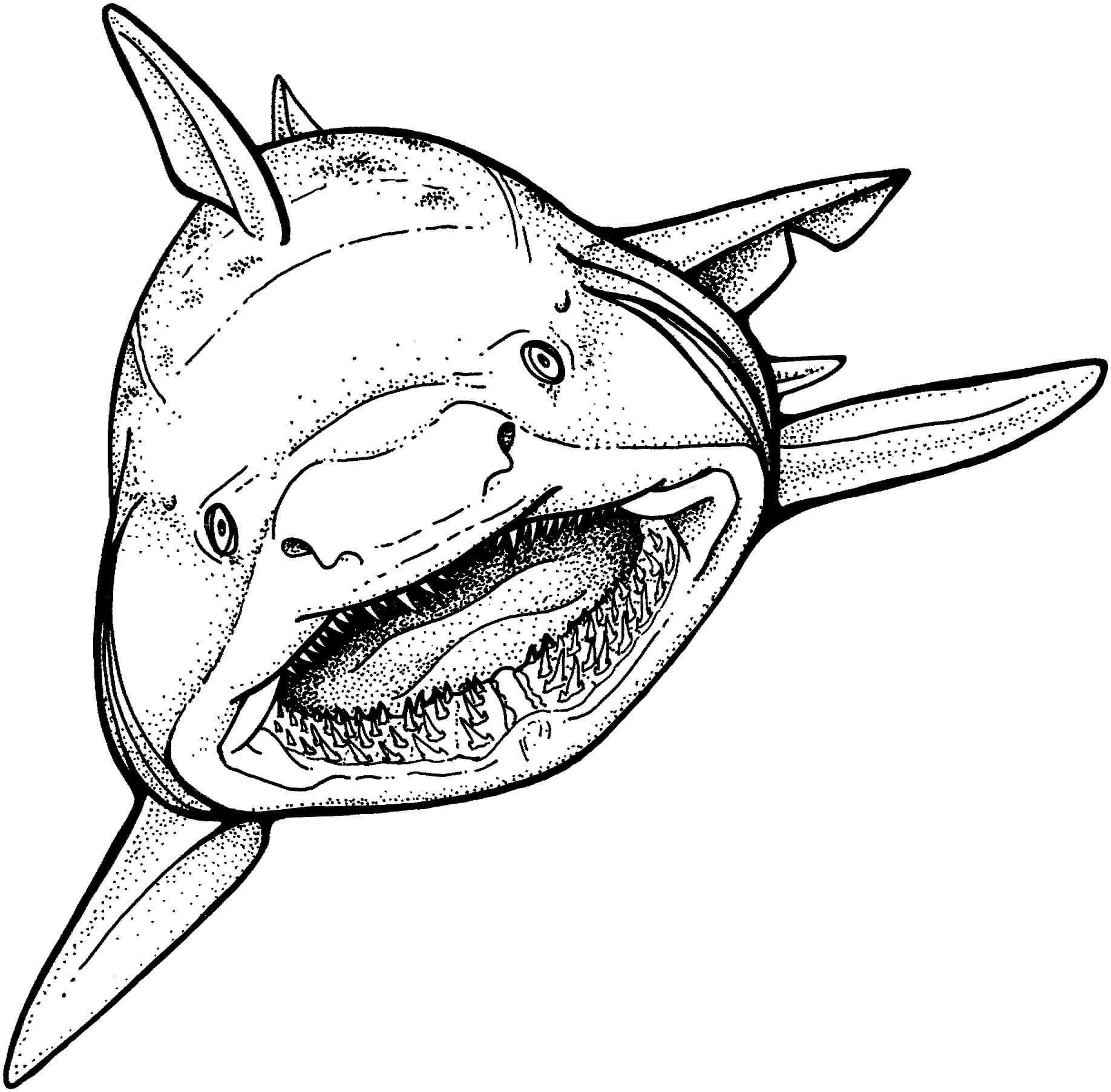 Dibujar a mano Tiburón