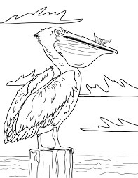 Dibujo Pelican Comiendo Pescado