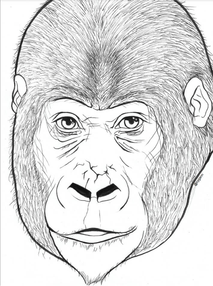 Dibujo de Cabeza de Gorila