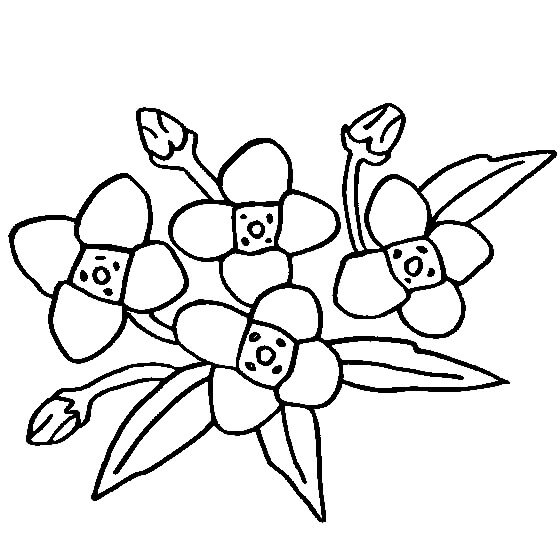 Dibujo de Flor de Gardenia