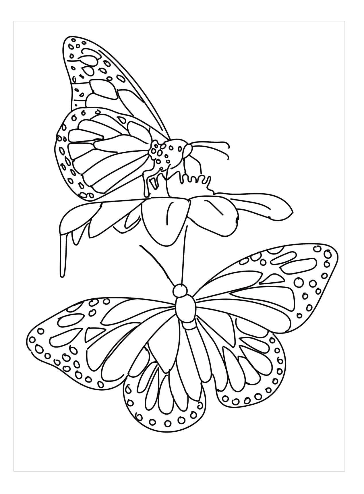 Esquema De Mariposa Para Colorear Imprimir E Dibujar Coloringonly Com