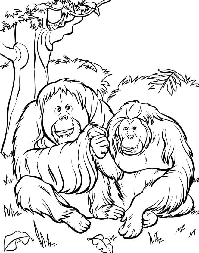 Dos Orangután Sentado