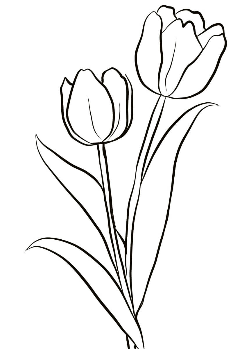 Dos Tulipanes
