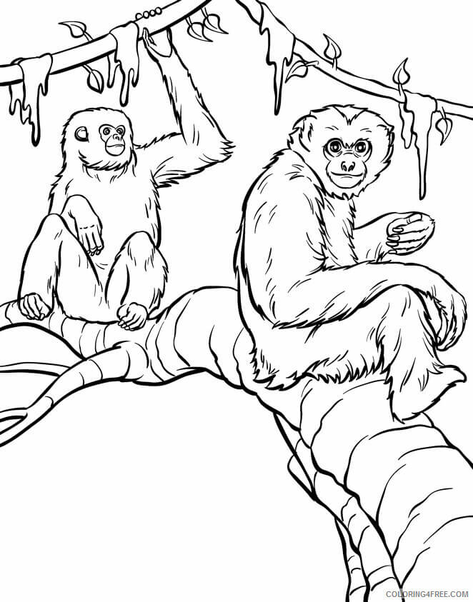Escalada de dos Orangután