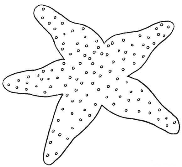 Estrella de mar Normal