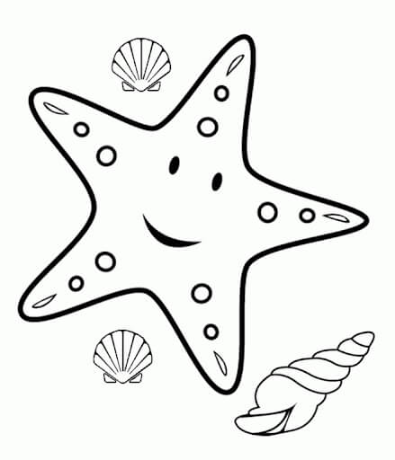Estrellas de Mar y Caracoles Marinos, Conchas Marinas