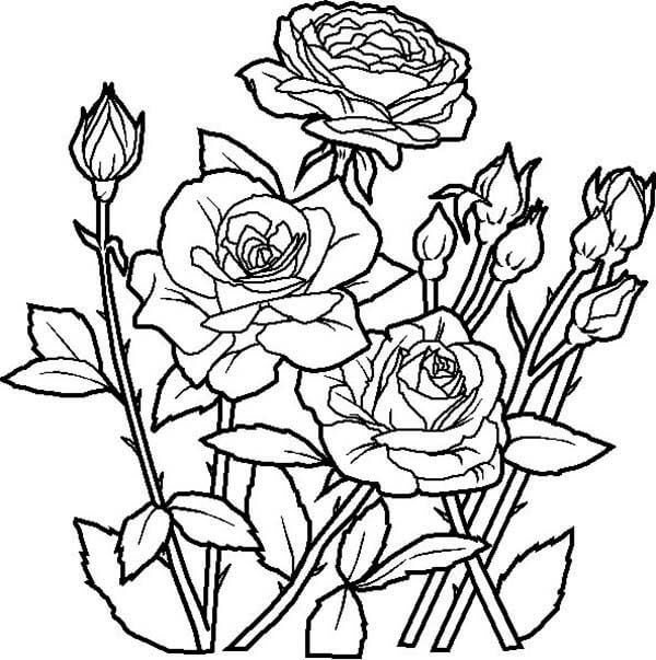 Dibujos De Flores De Colores Png Transparente  Bordes De Flores Tumblr Png   1024x845 PNG Download  PNGkit