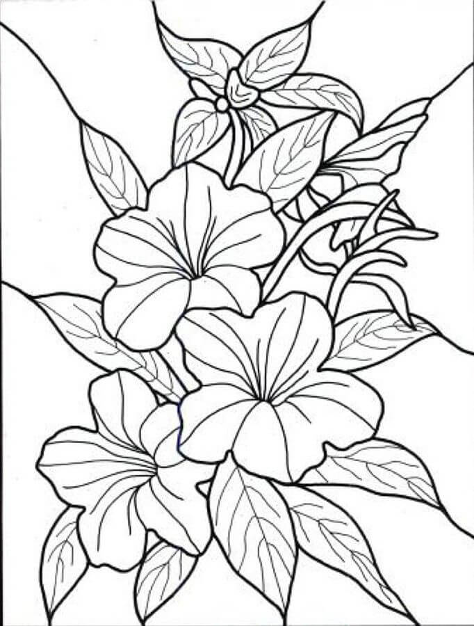  Flor Hawaiana para colorear, imprimir e dibujar –ColoringOnly.Com