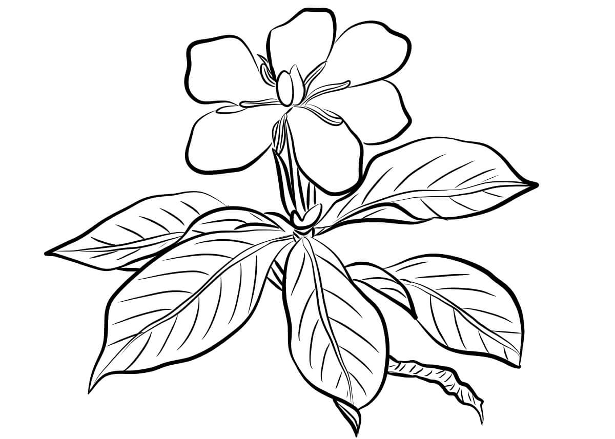 Gardenia Augusta