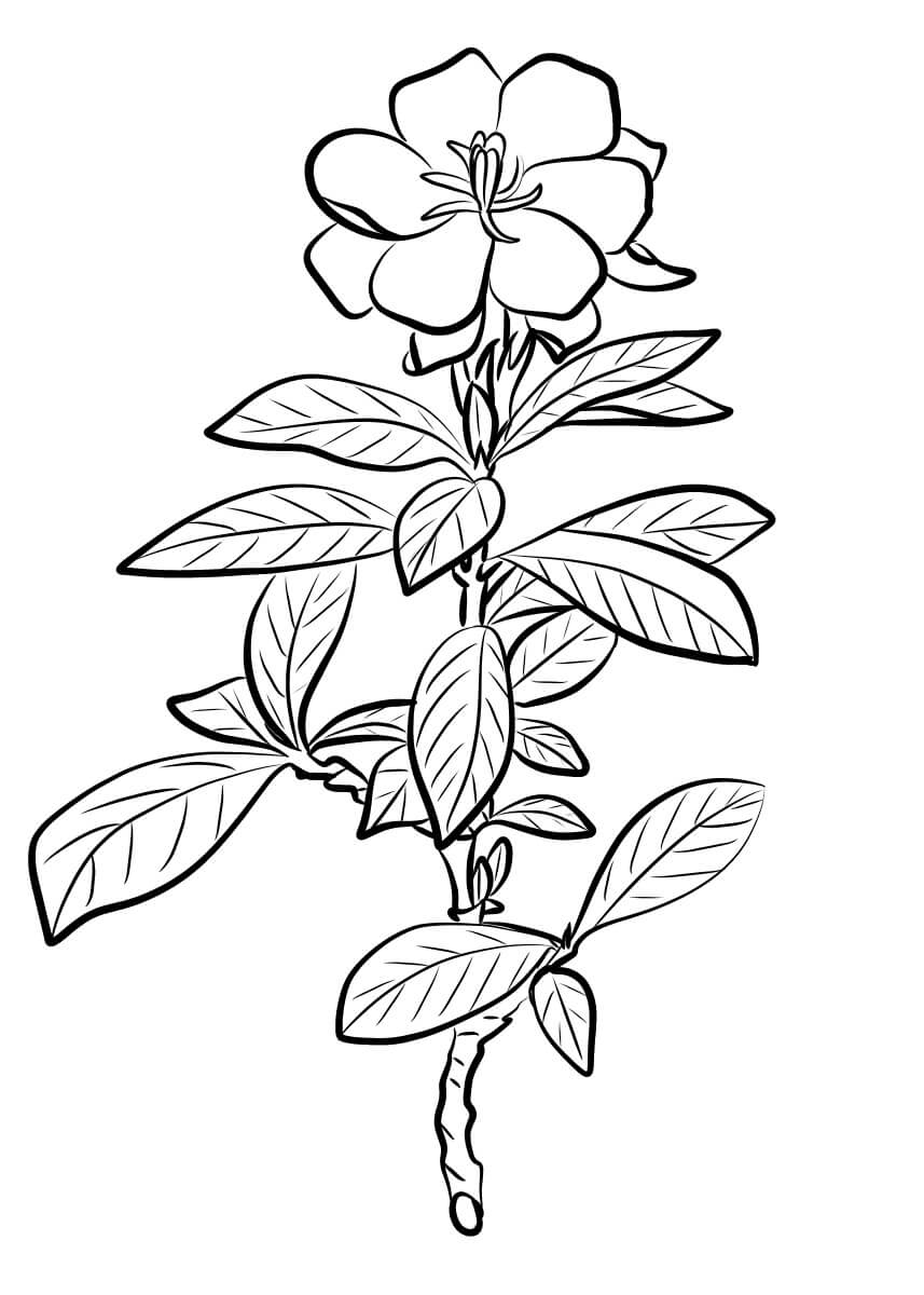 Gardenia Básica