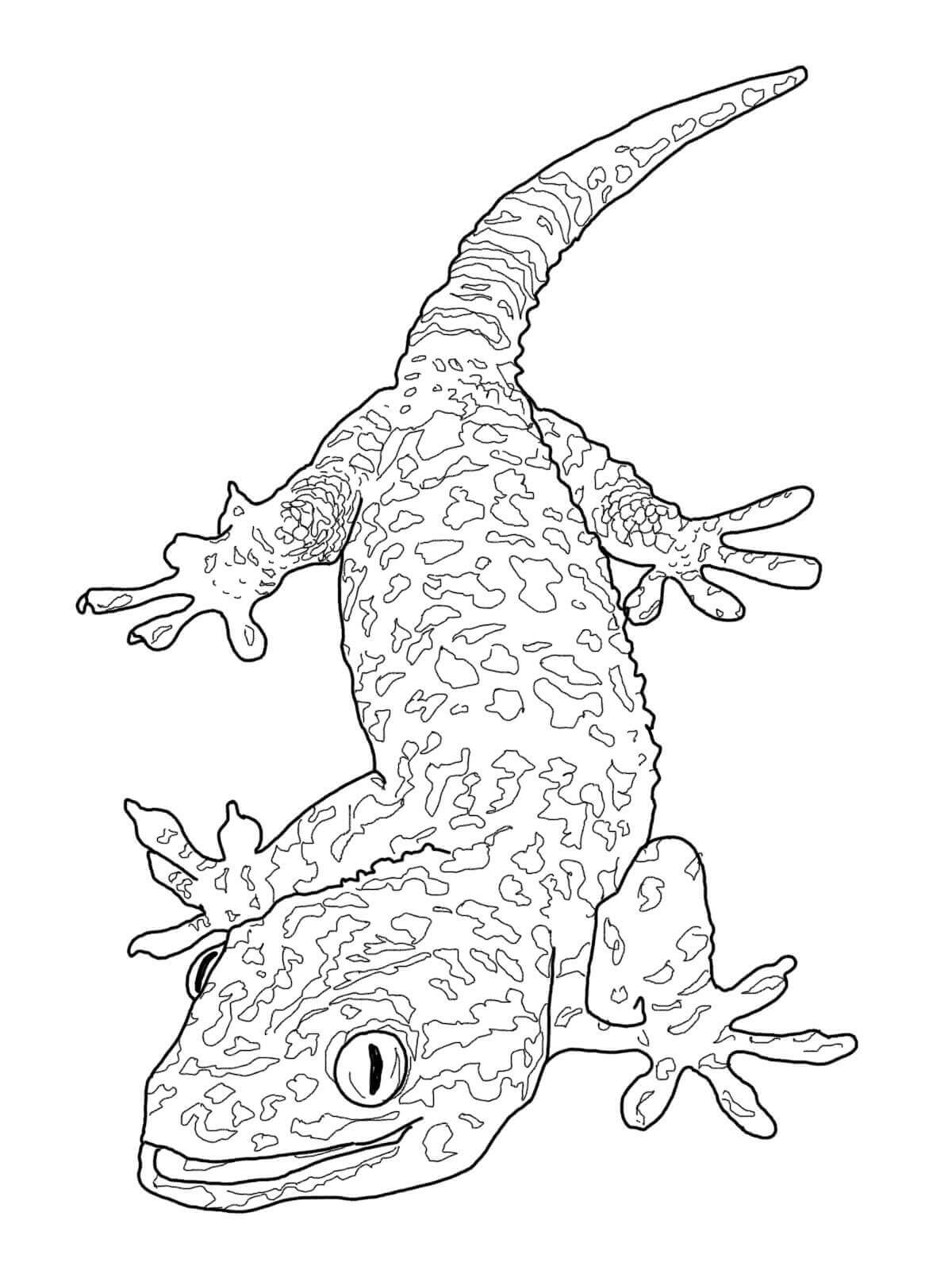 Gecko Normal