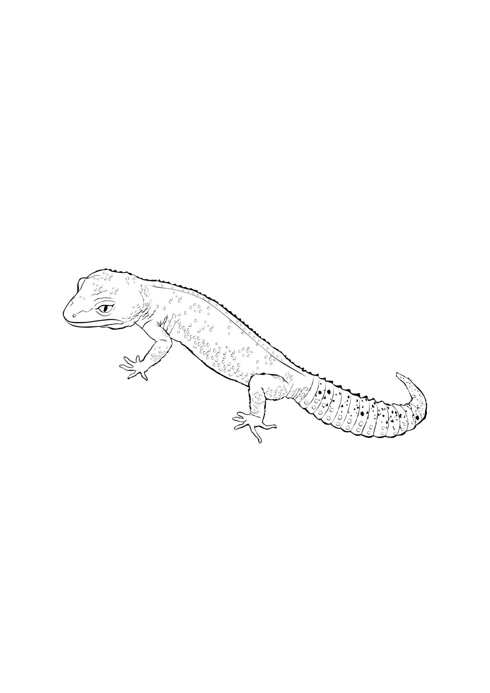 Gecko de cola Gorda