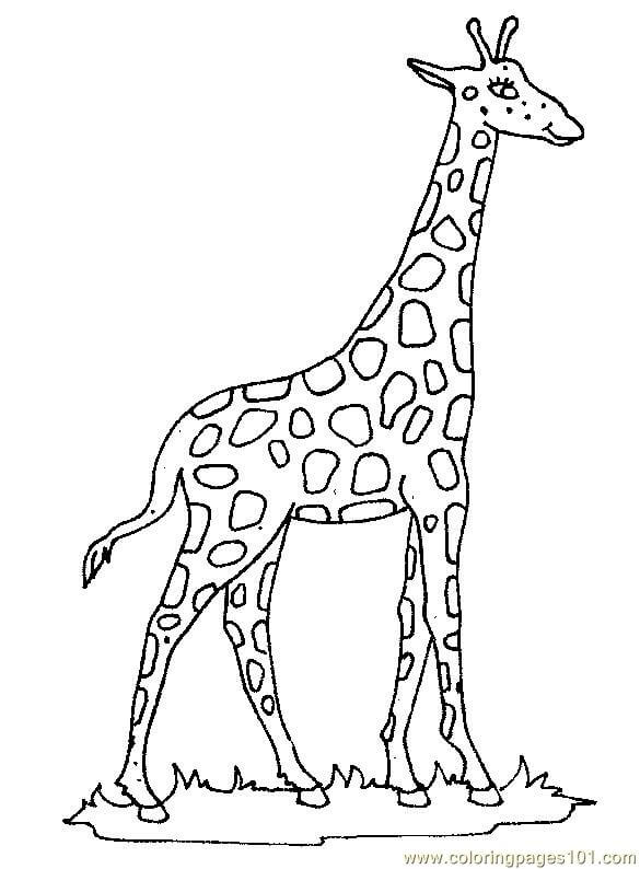 Good Giraffe