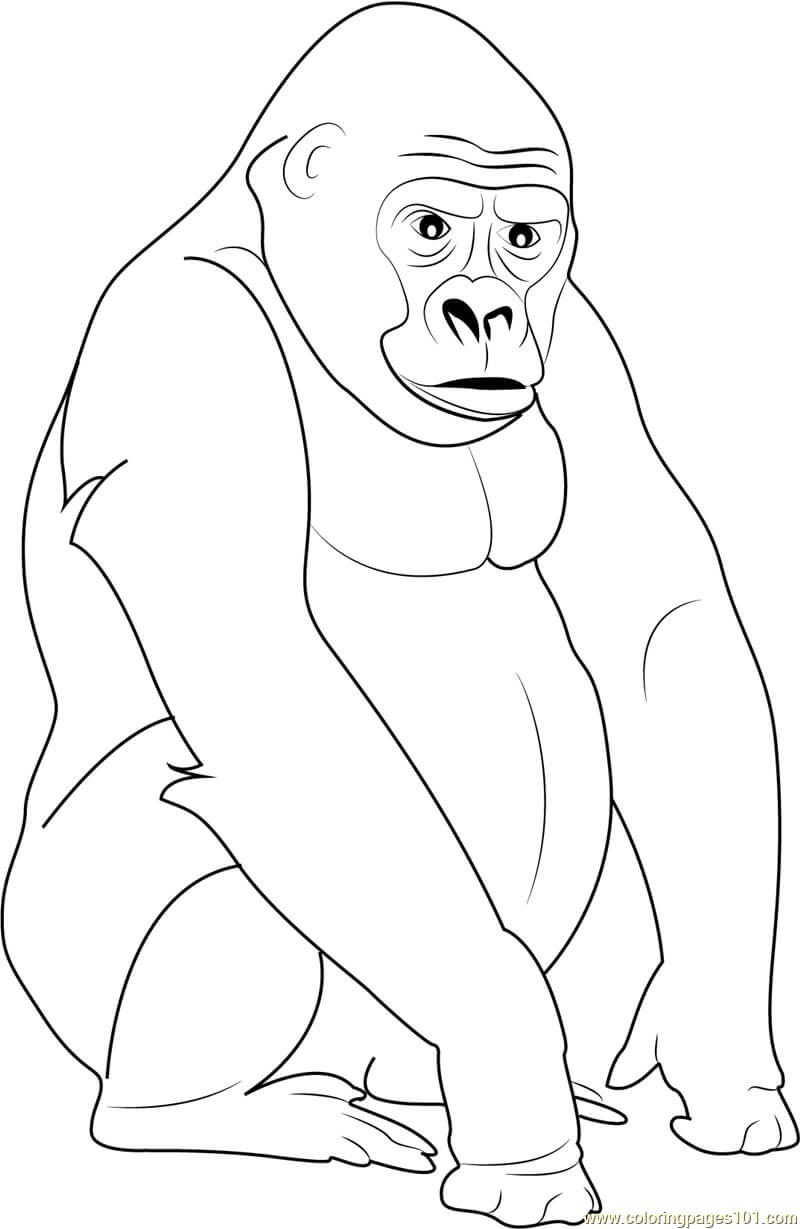 Gorila Espalda Plateada