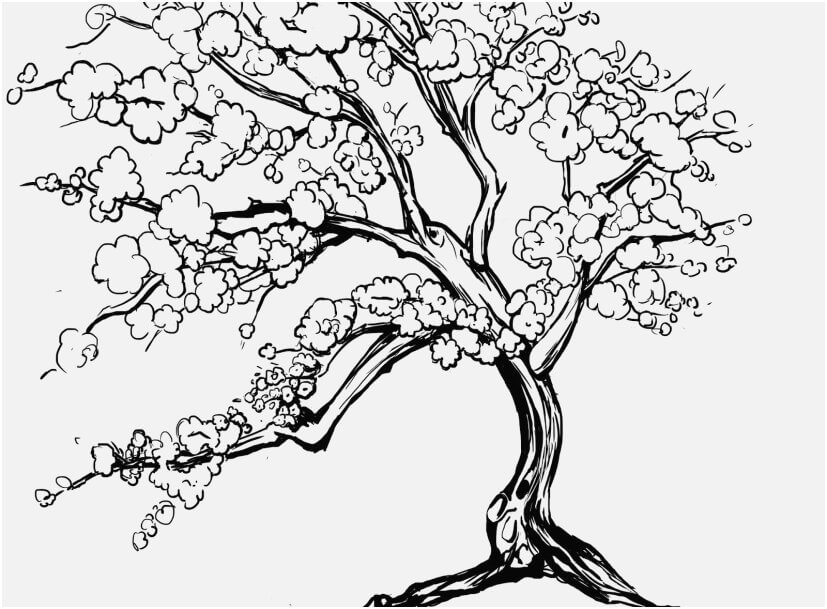 Gran árbol de Flor de Cerezo para colorear, imprimir e dibujar  –ColoringOnly.Com