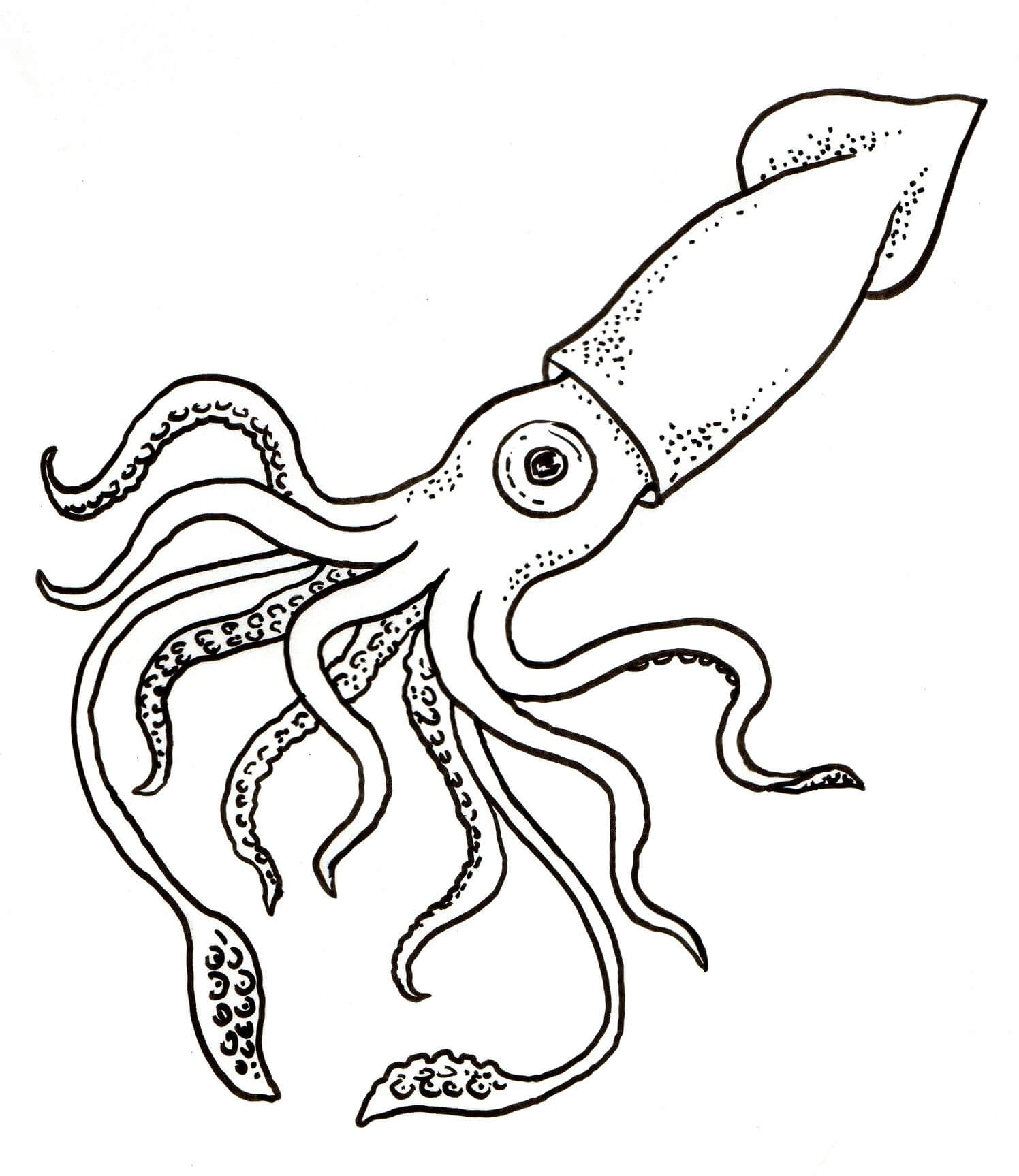gran-calamar-para-colorear-imprimir-e-dibujar-coloringonly-com
