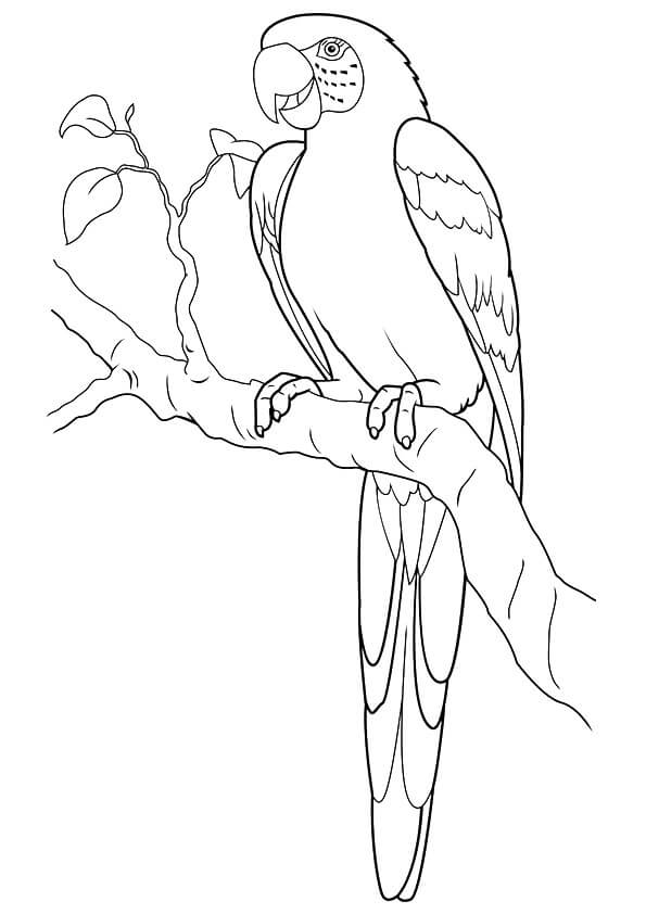 Guacamayo Jacinto En Una Rama Para Colorear Imprimir E Dibujar Coloringonly Com