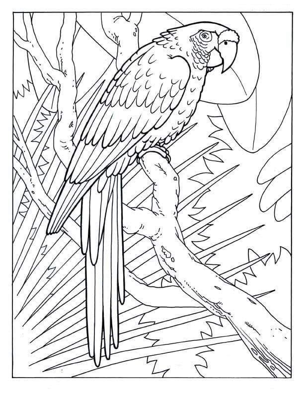 Dibujos De Guacamayo Para Colorear E Imprimir Coloringonly Com