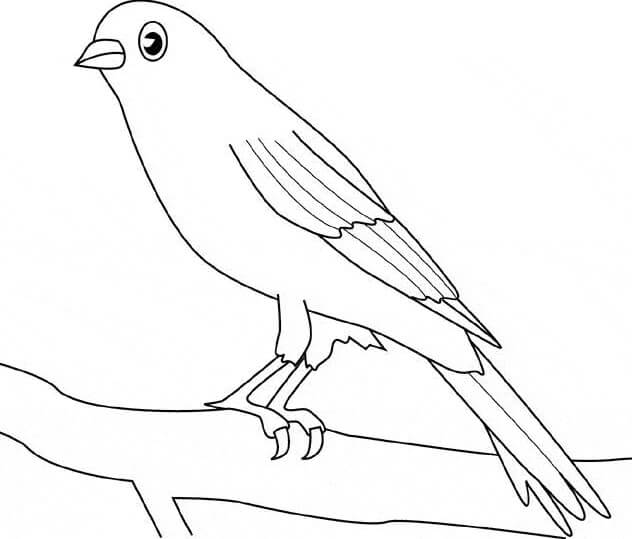 Impresionante P jaro Canario Para Colorear Imprimir E Dibujar Impresionante P jaro Canario Para Colorear Imprimir E Dibujar