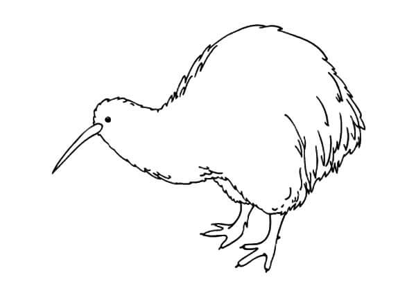 Impresionante Pájaro Kiwi