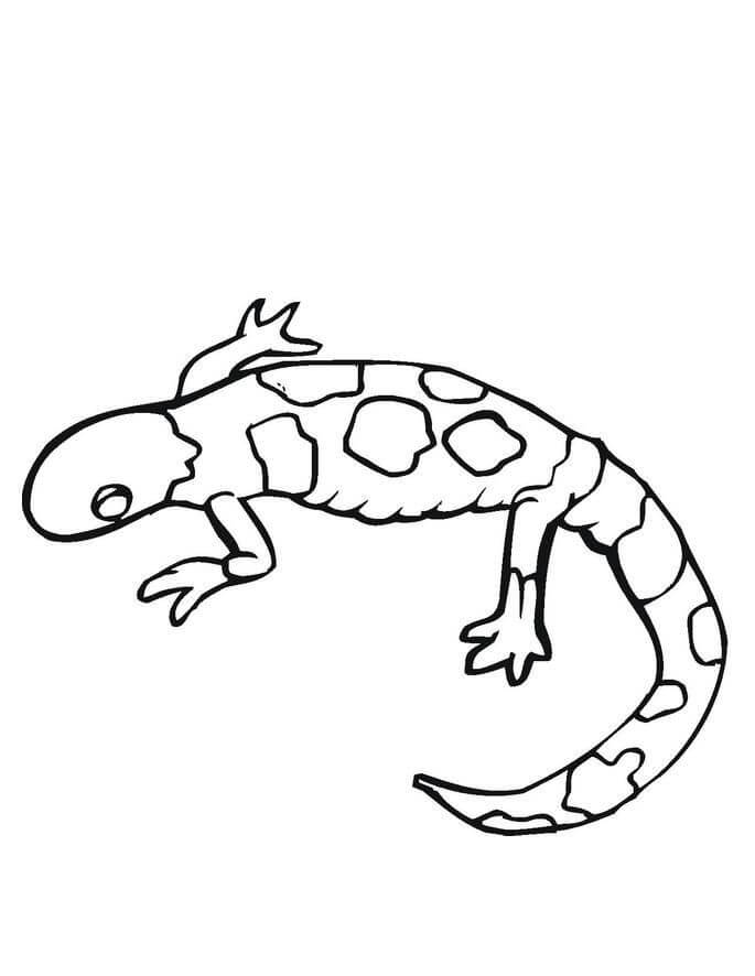 Imágenes Gratis de Gecko