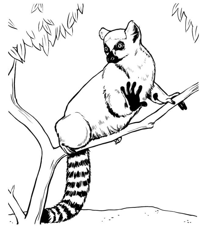 Lemur en Rama de Árbol