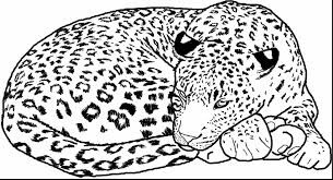 Leopardo Básico Acostado