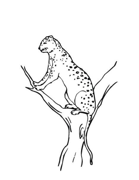 Leopardo de las Nieves en rama Árbol