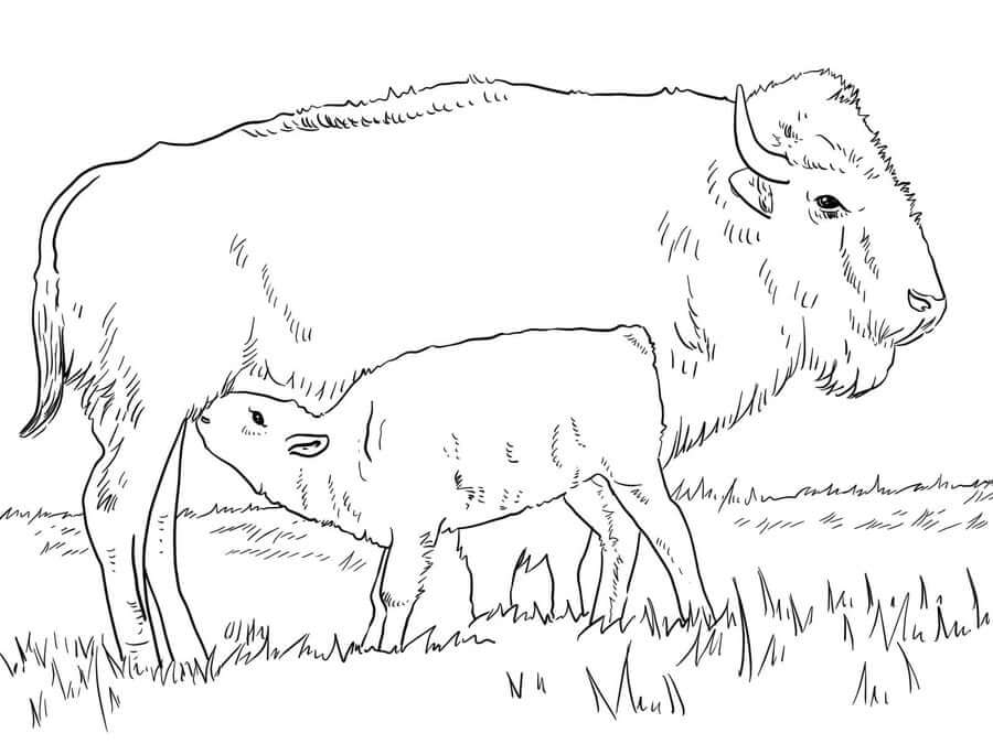 Linda madre Búfalo con bebé Búfalo