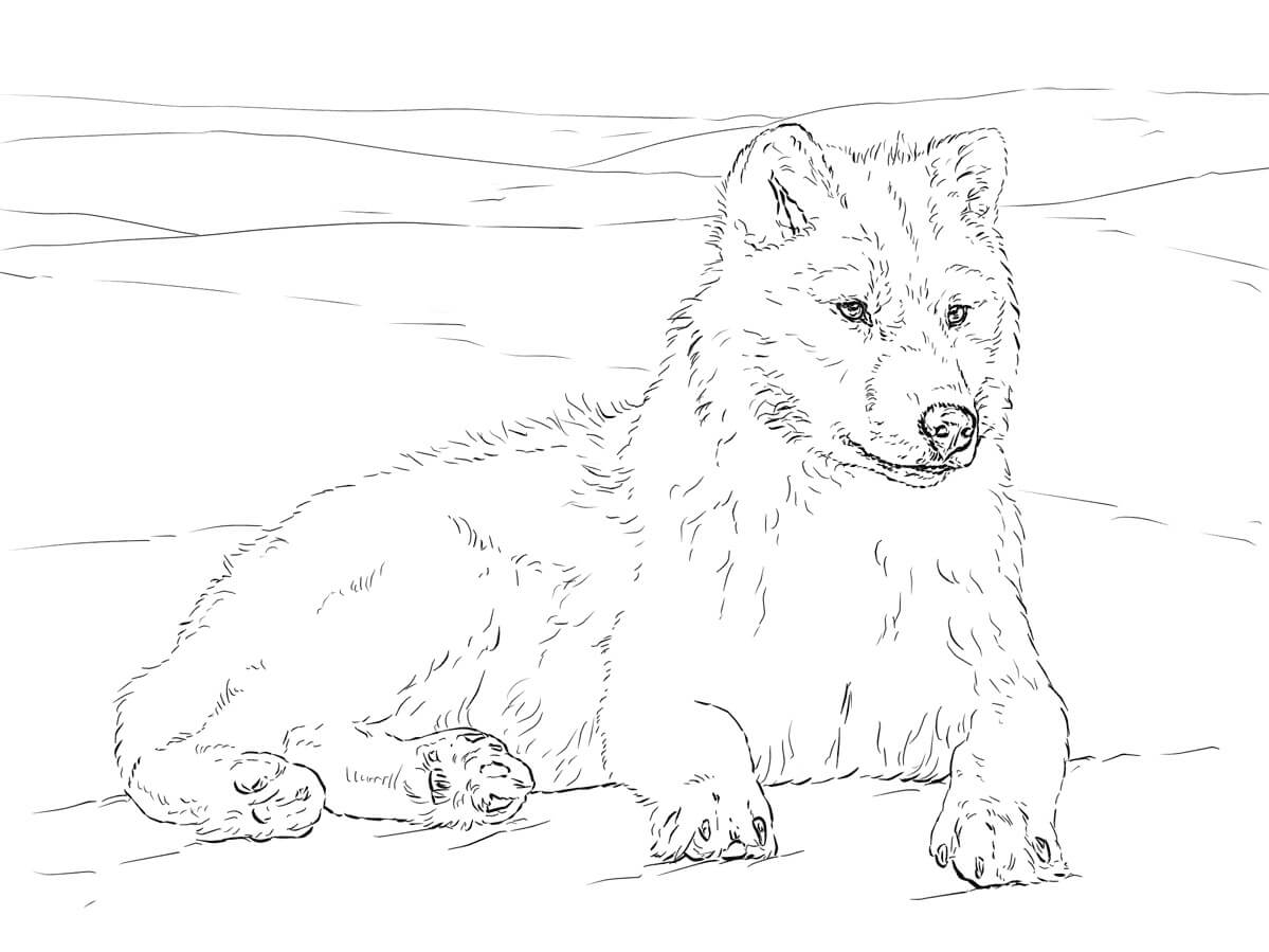Lobo Ártico