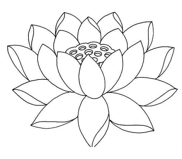 Lotus Impresionante
