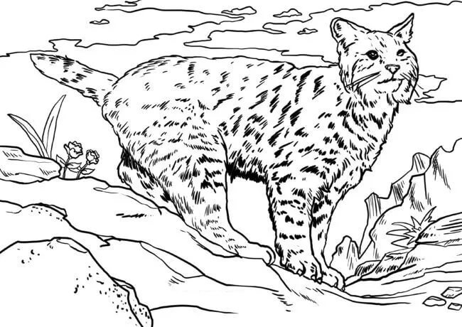 Lynx Asombroso