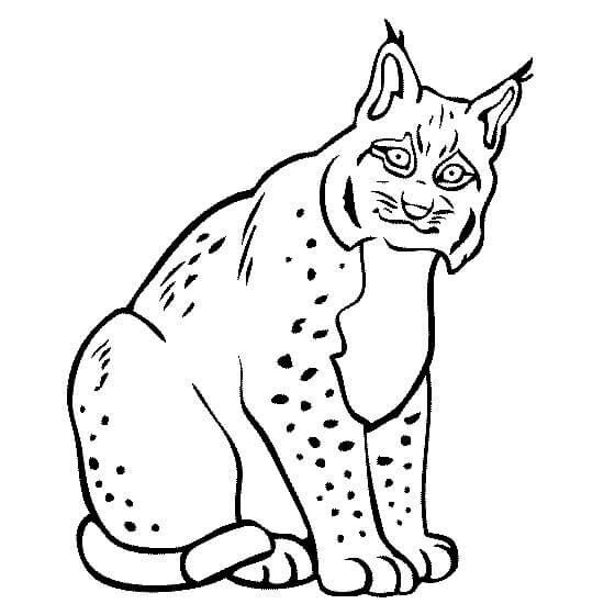 Lynx Gordo Sentado