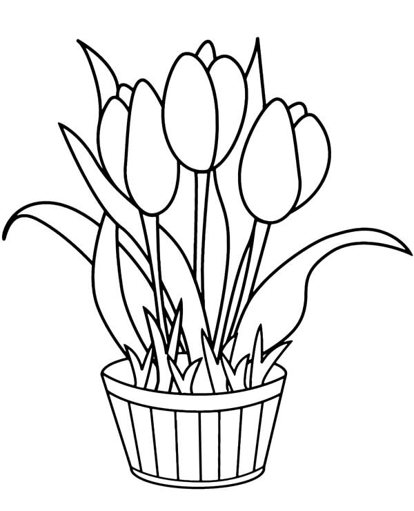 Maceta con Tulipanes para colorear, imprimir e dibujar –ColoringOnly.Com