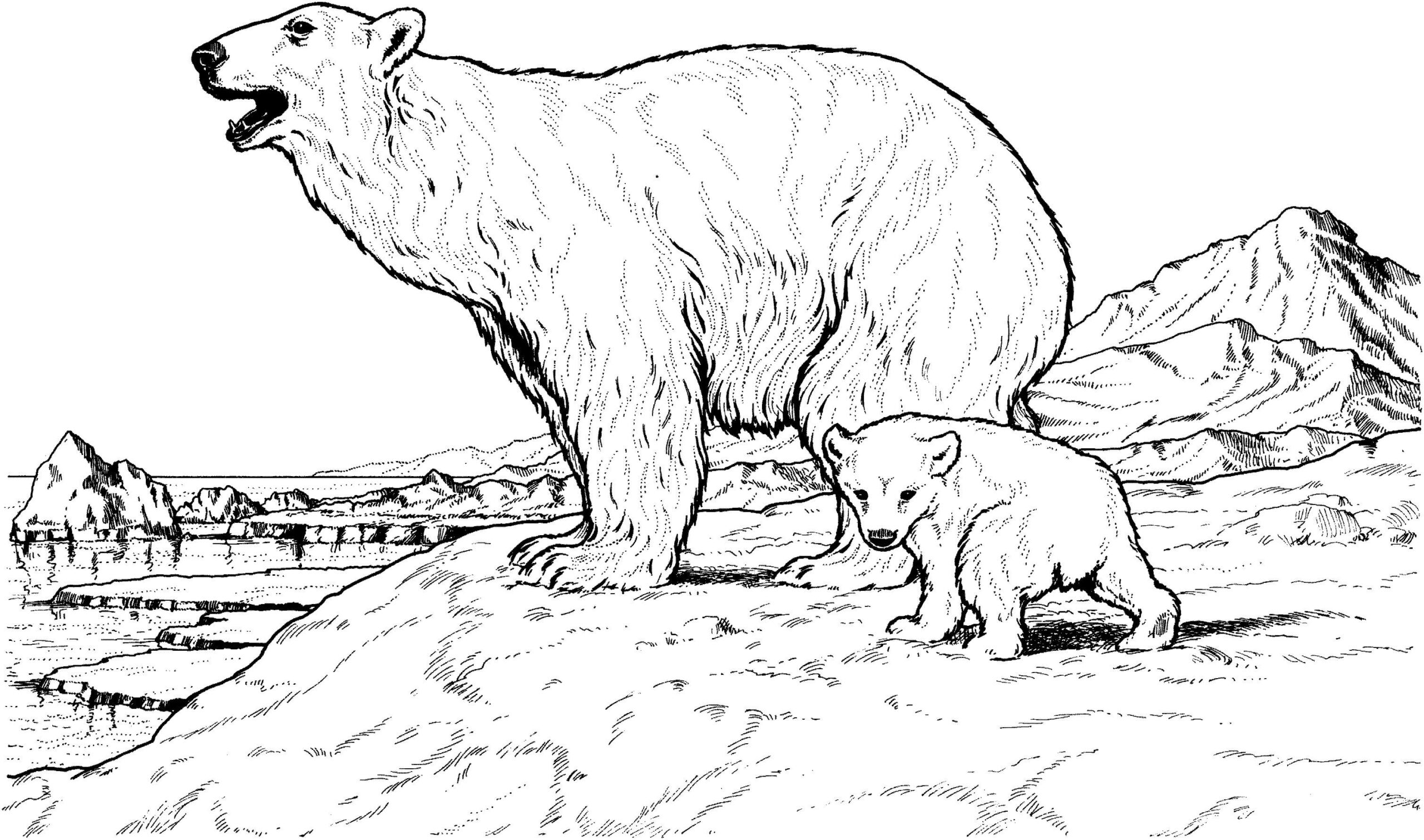 Madre e Hijo Oso Polar