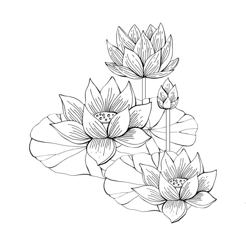 Раскраска Лотос цветок для взрослых