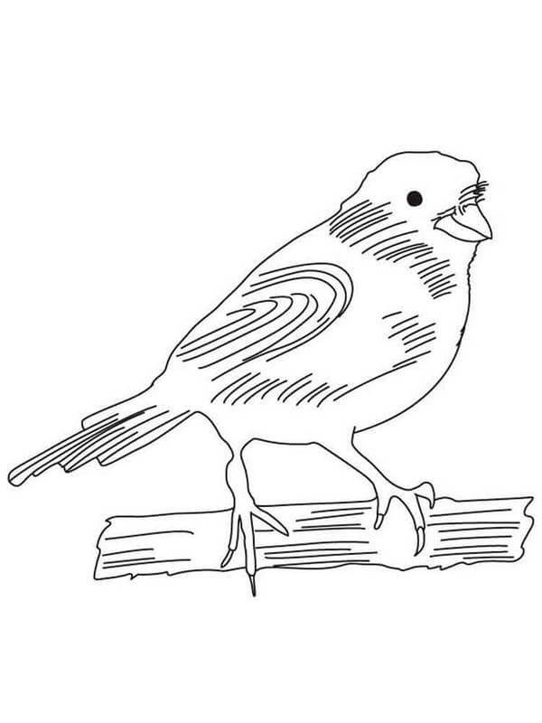 Dibujos de Pájaro Canario para colorear e imprimir– 